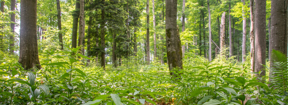 Kočevje forest crop