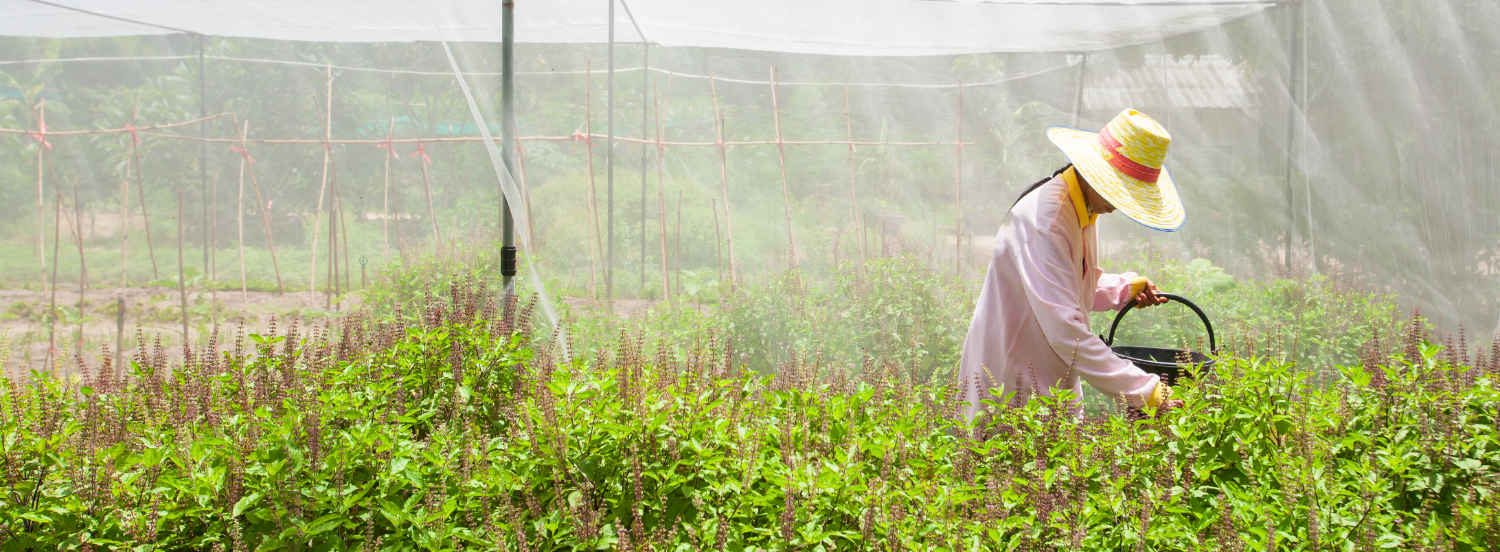 Farmer harvesting Holy Basil or Sacred Basil in the greenhouse. Local greenhouse is preventing of Pest insects. Thailand. Summer season. Soft sunlight. Shallow dept of field. Local wisdom concept.