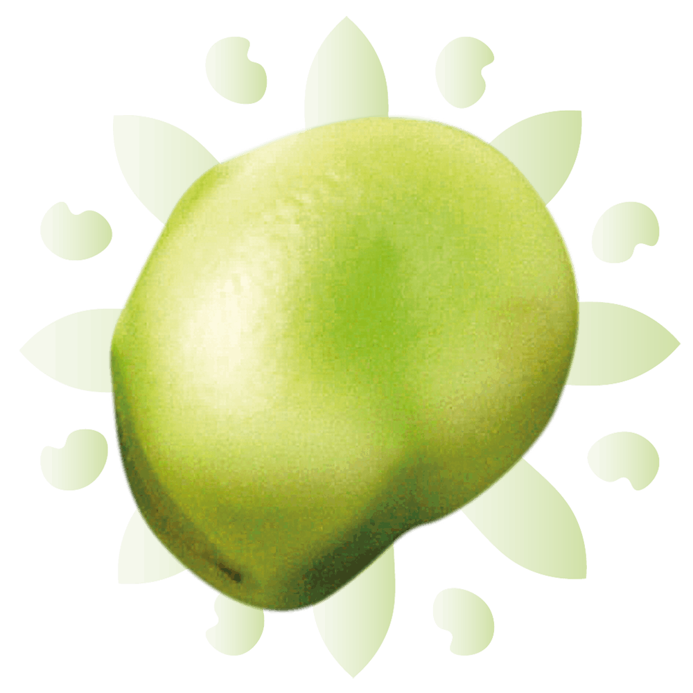 fava-bean-with-pattern