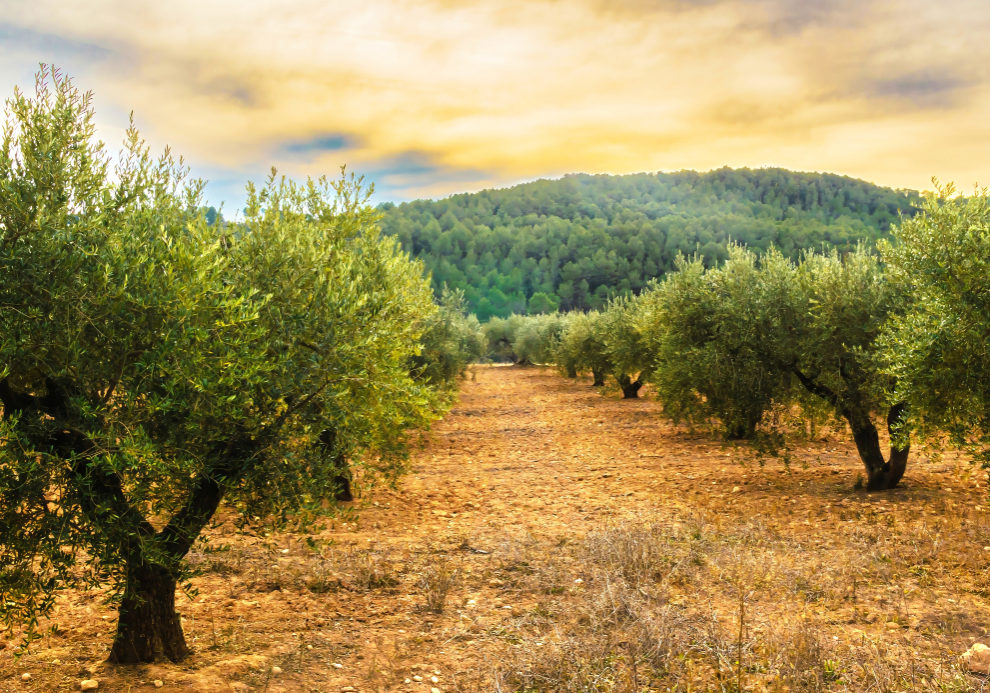 Olive grove at sunset in Catalonia, Spain. Horizontal.